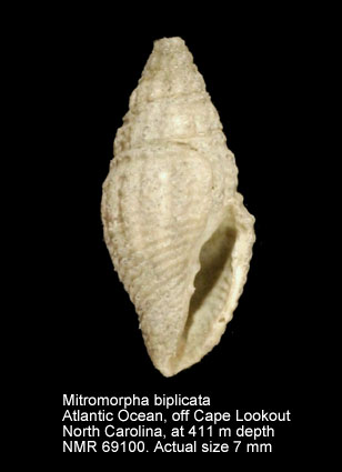 Mitromorpha biplicata.jpg - Mitromorpha biplicataDall,1889